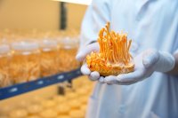 Harnessing Microbial Intelligence to Boost Button Mushroom (Agaricus bisporus) Yields Naturally